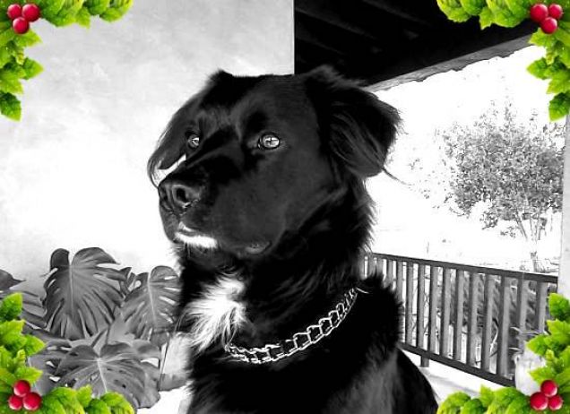 merry friskies e buon natale da Ciglio