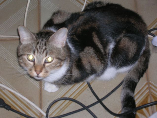 Cos'è quell'affare?