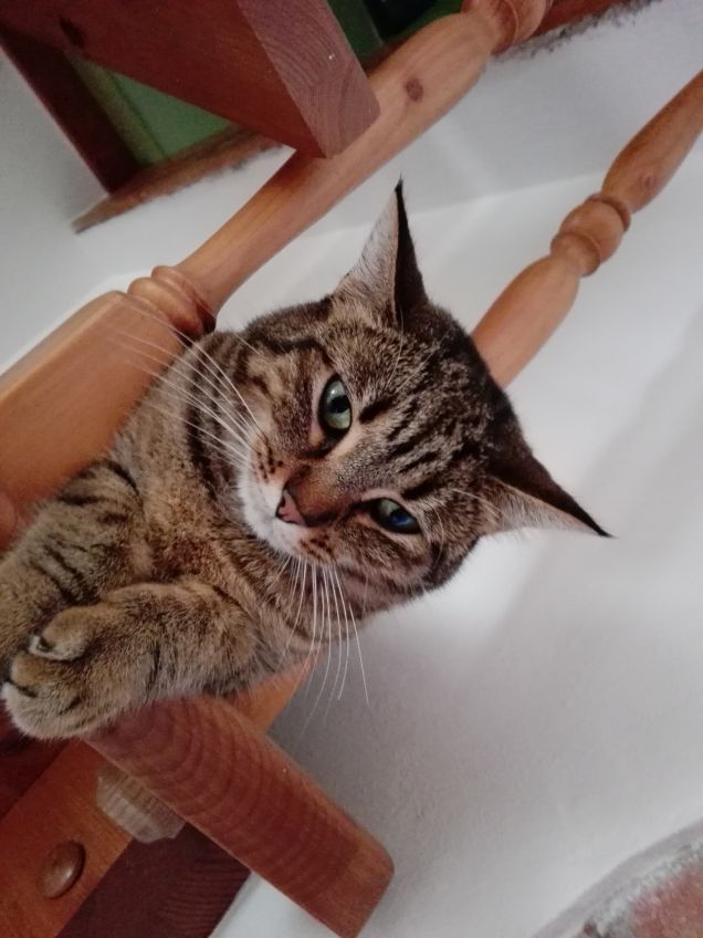 Bella... la micia di casa!!
