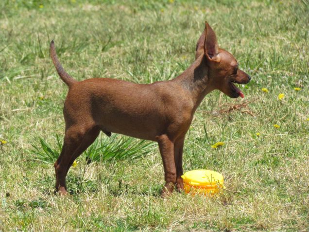 Lucky al parco.. 3 mesi! :D