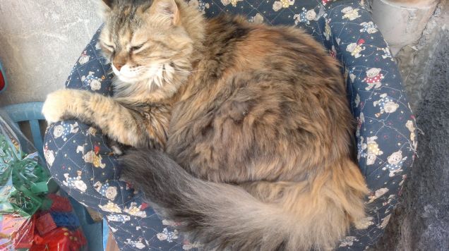 sono una gatta comoda