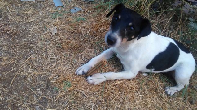 Tommy e dentalife purina 