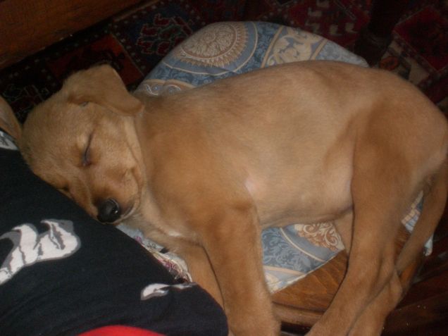 vi presento la mia HARLEY ^^