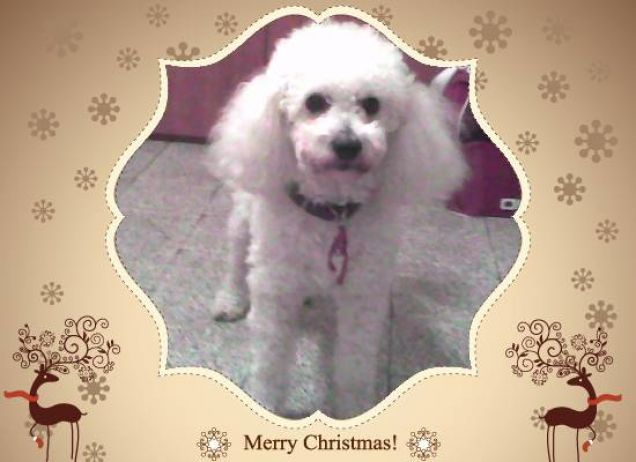 Buon natale da Leo!!