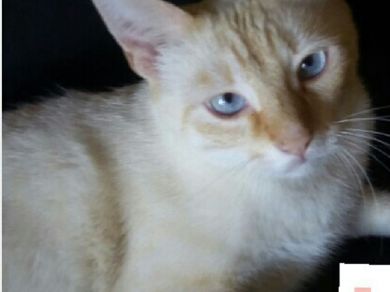 Aron