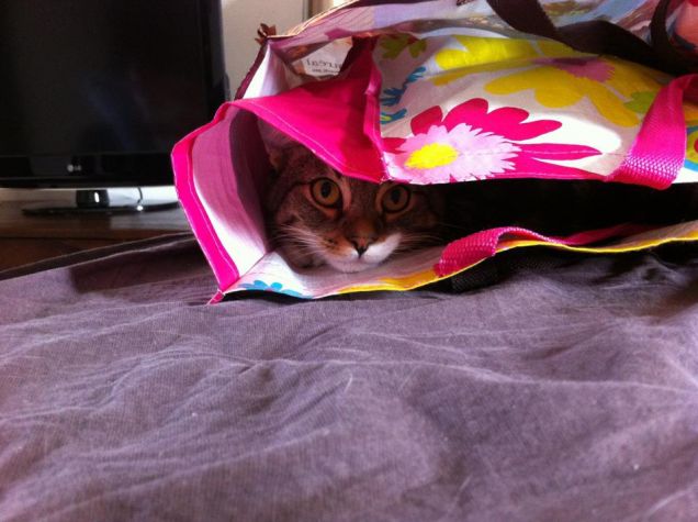 andiamo a fare shopping