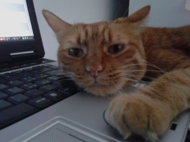 Che fatica essere dei geni del computer.... un hacker...