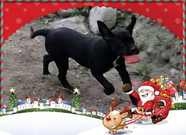 Di corsa da Babbo Natale