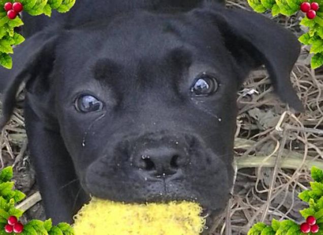 Buone Feste... Proteggete gli animali.