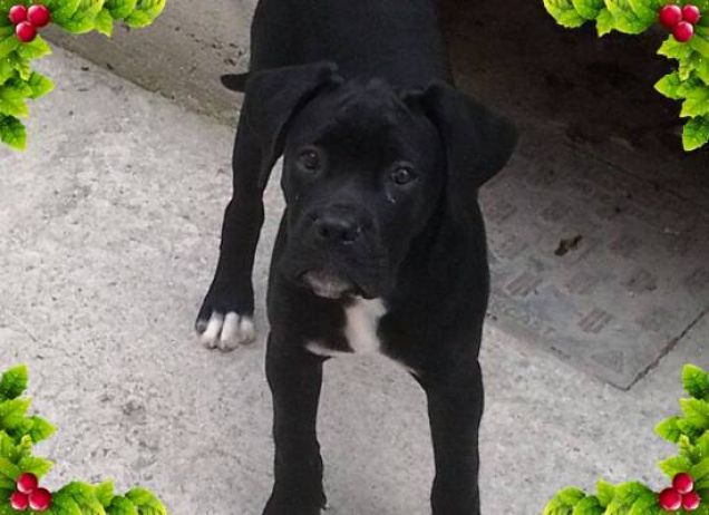 Sto aspettando il regalino Friskies...Auguriiii