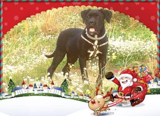 Augurissimi da Bella