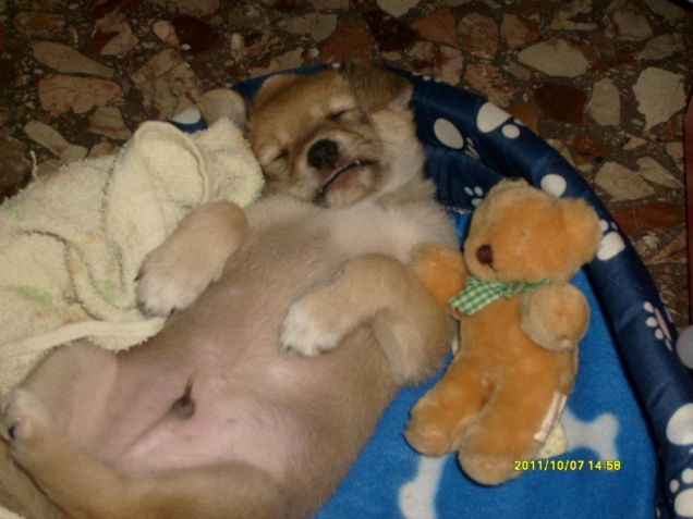 kikko il dormiglione