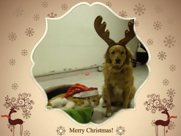 Tanti auguri e buone feste da gatto Rudy e cane/renna Ronney