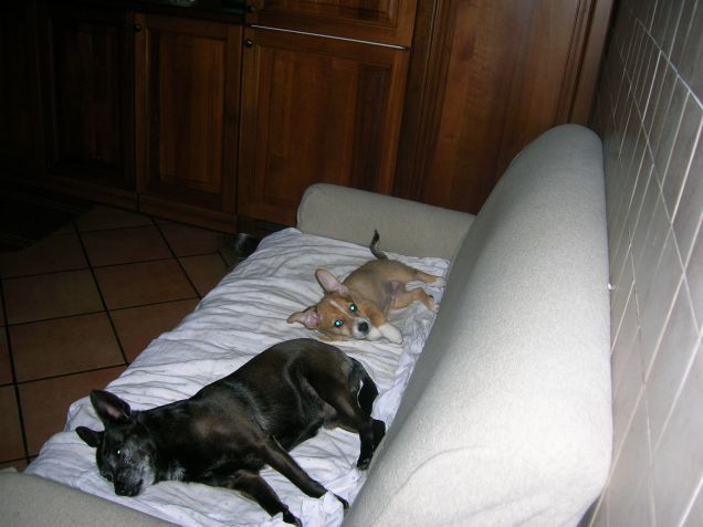 Buon sangue non mente!