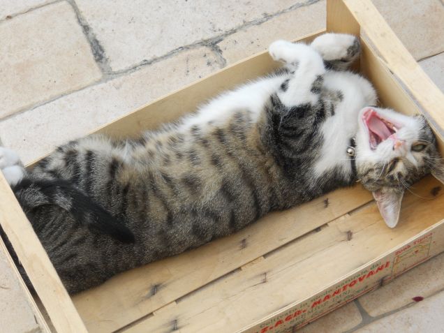 Non svegliare can che dorme...ehm, gatto...
