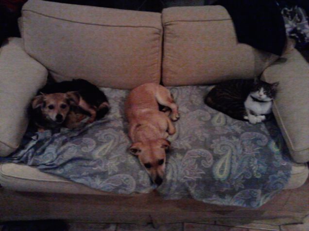 Io e i miei fratellini: i veri padroni di casa