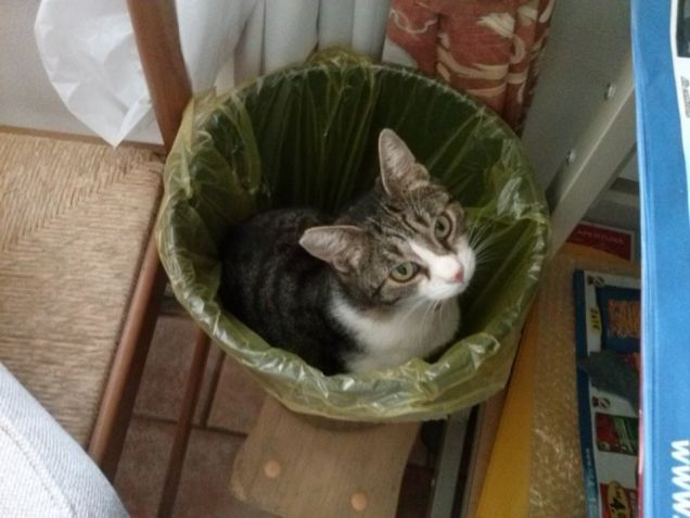 La prima regola dei gatti: 'qualsiasi cosa riesca a contenermi, è mio'