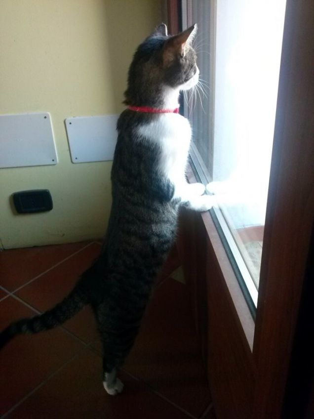 Riuscirò ad uscire di qui, ti prenderò e a quel punto......TI STRAFUGNERO' DI COCCOLE!