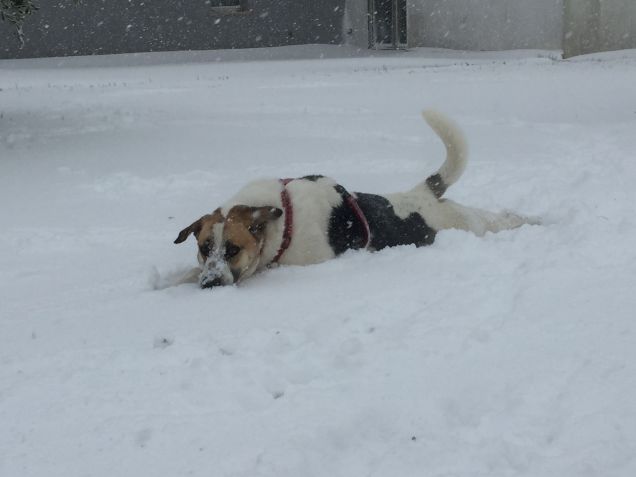 Nuoto nella neve