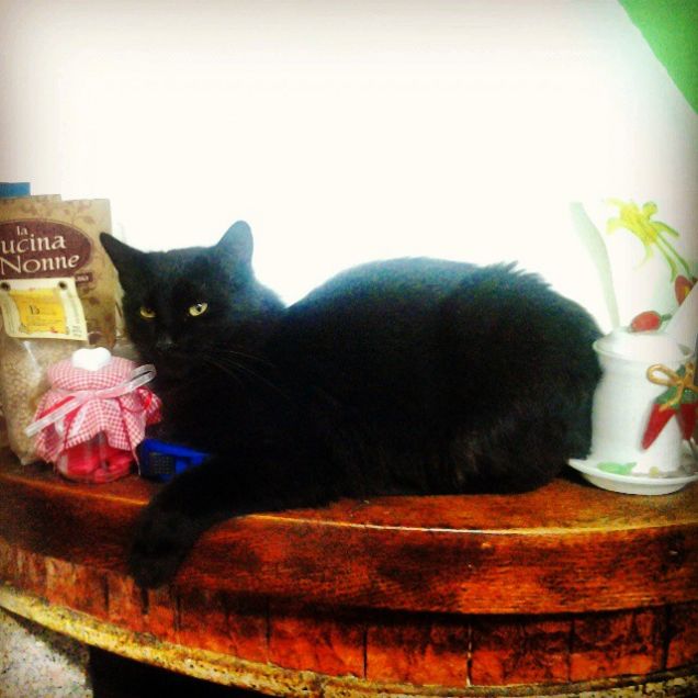 brividino il mio principino