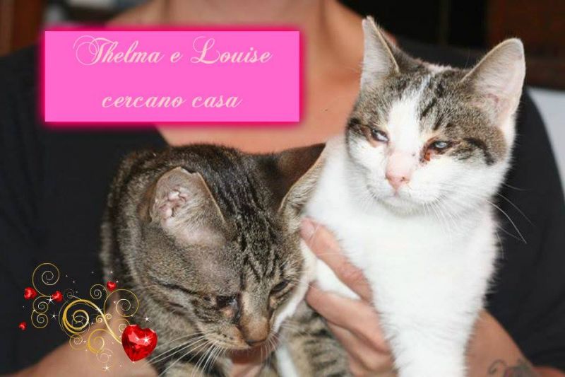Thelma e Louise ,due micine cieche cercano casa URGENTE! 