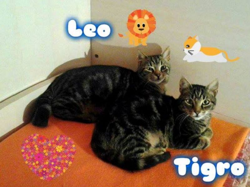Leo e Tigro cercano casa URGENTE!