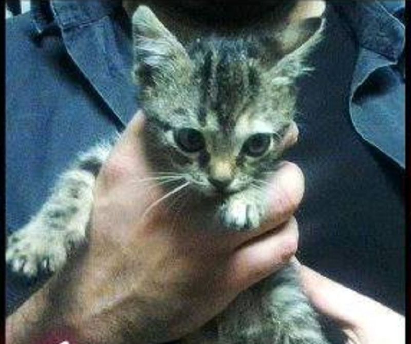 Selene dolcissima micina cerca casa!