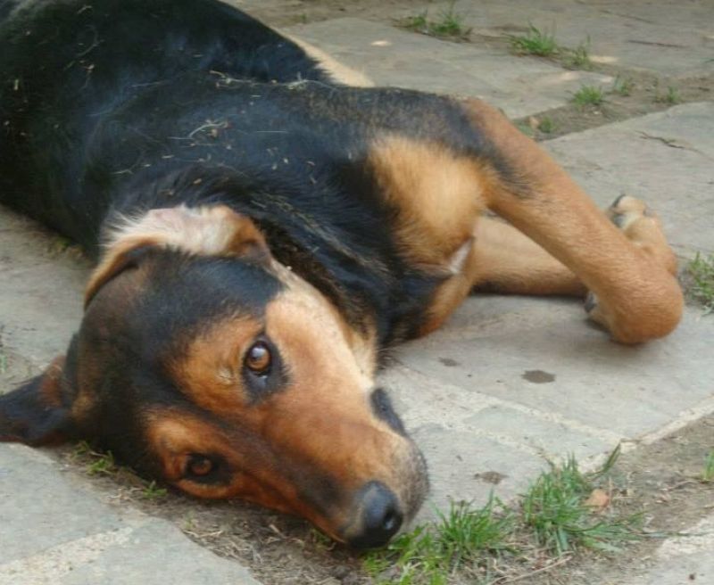 Desdemona cerca una casa per sempre!