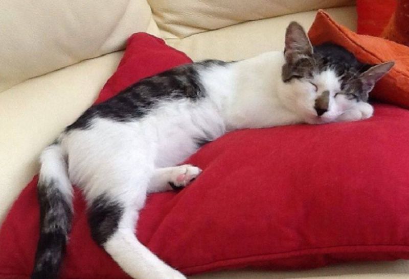 Enigma affettuosa micina cerca casa!