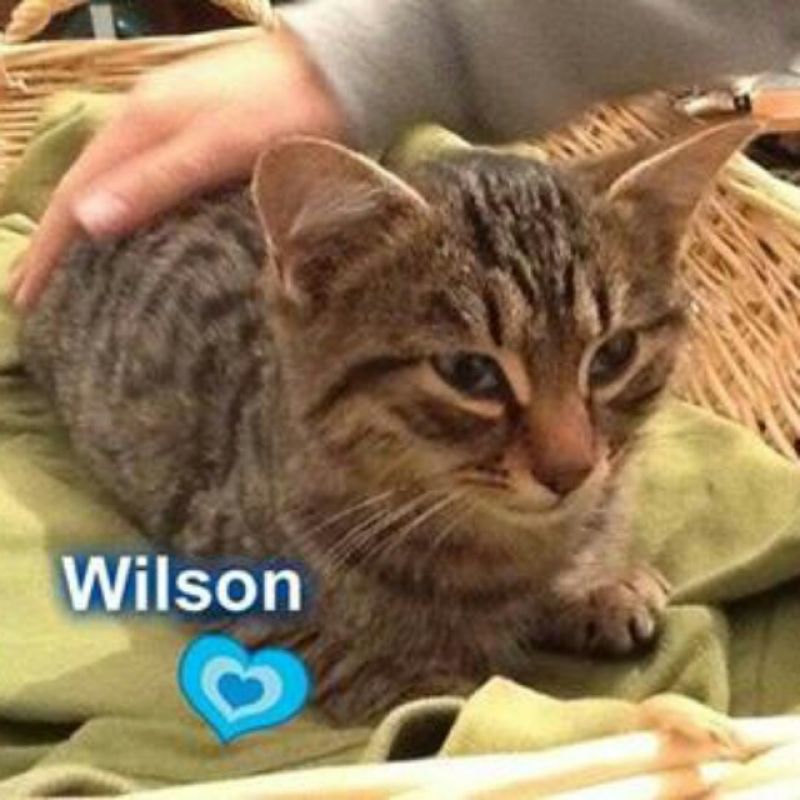 Wilson, cerca casa!
