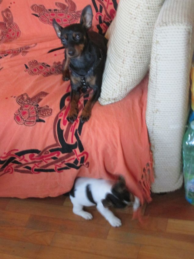 e questo chi e? che ci fa qui?