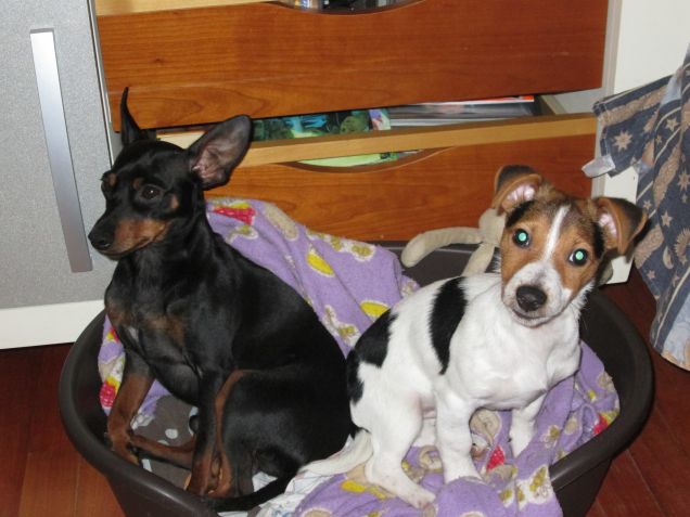 questa cuccia e' troppo piccola per noi due