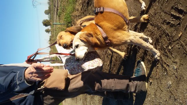 Passeggiata in campagna 