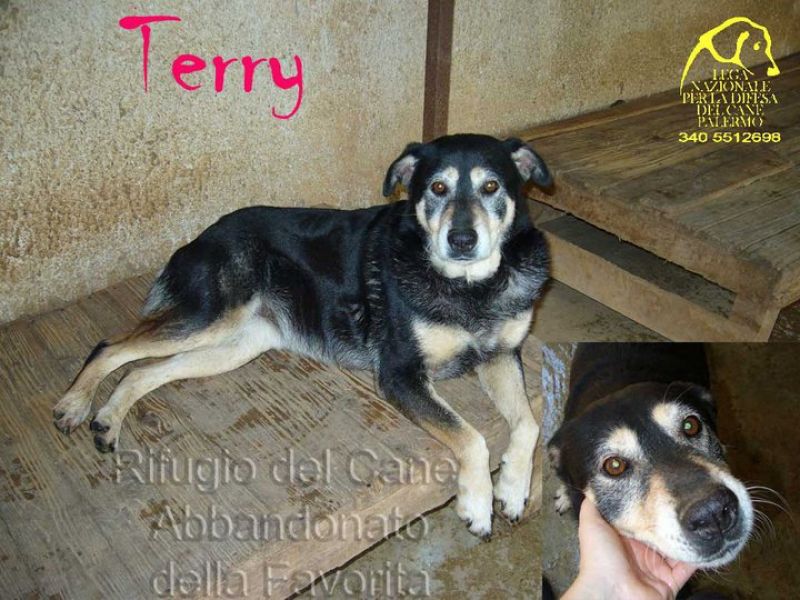 ADOZIONE:Terry,dolce e vivace,cerca una famiglia da amare!