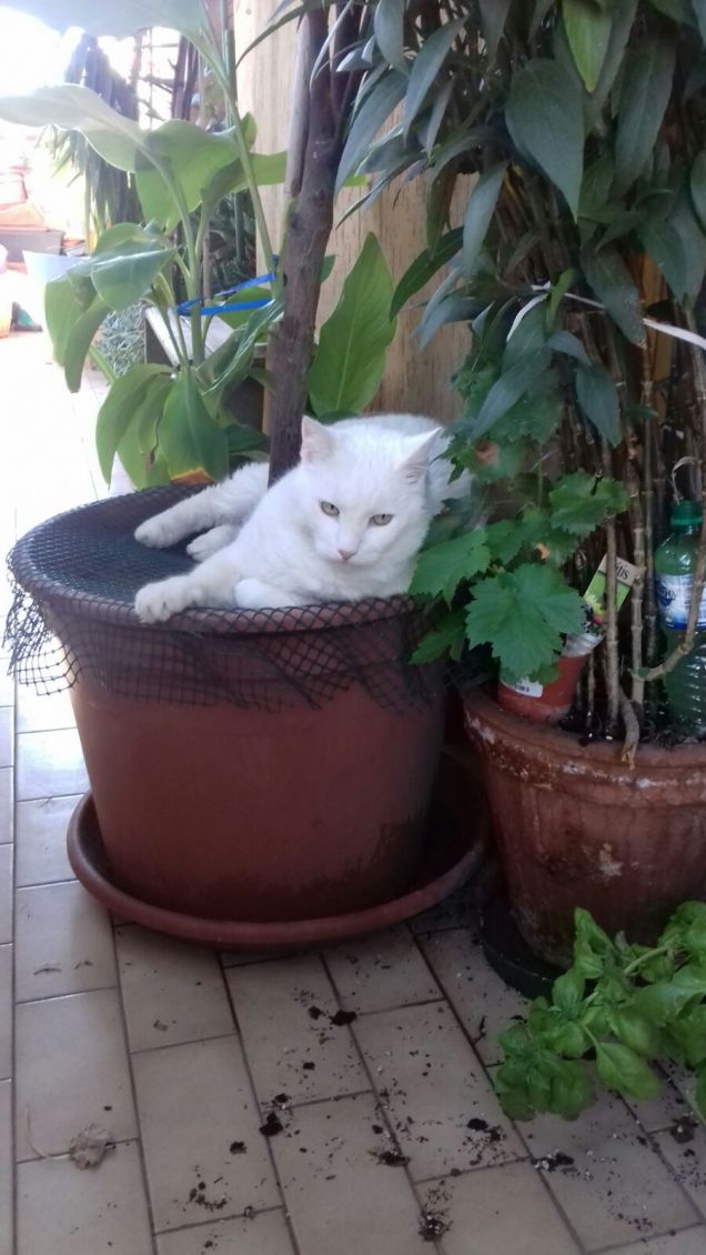 mirò e la sua pianta preferita