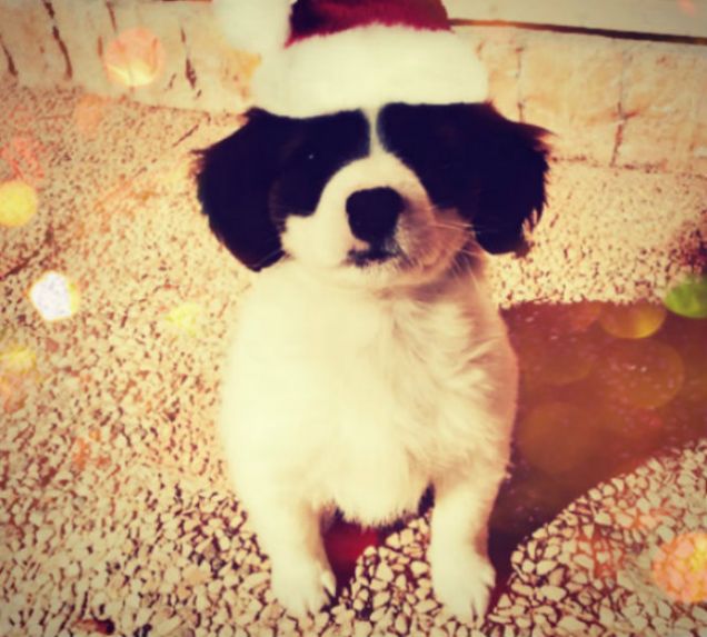 E' ARRIVATO PUPPY NATALE