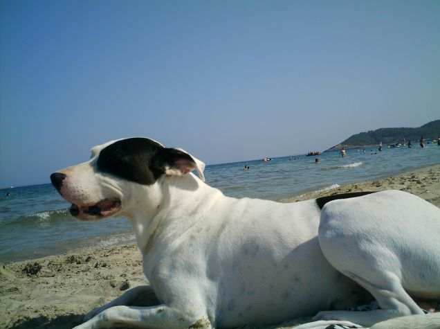 frank al mare