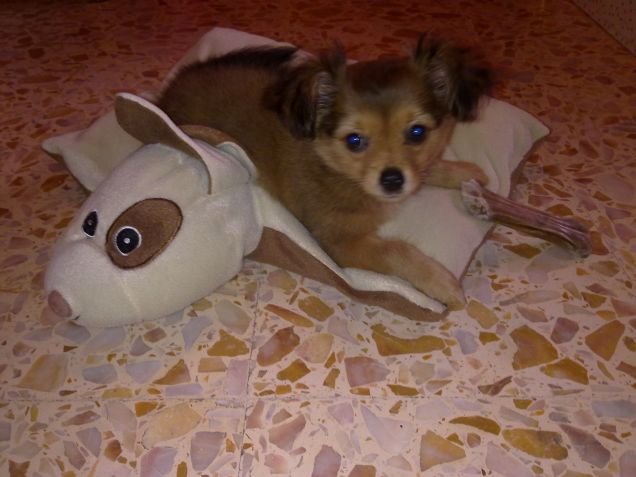 Baloo e il suo amico cuscino