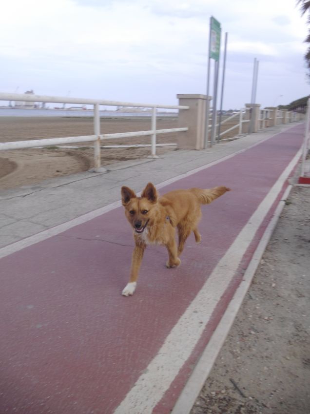 biricchino all'attacco! :)