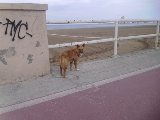 il mio cucciolo bello