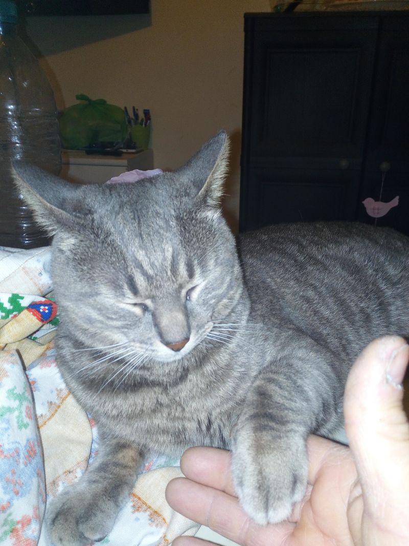 Teo