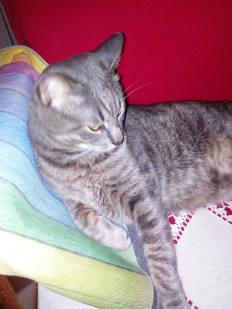 Teo 
