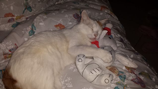 febo e il suo peluches preferito