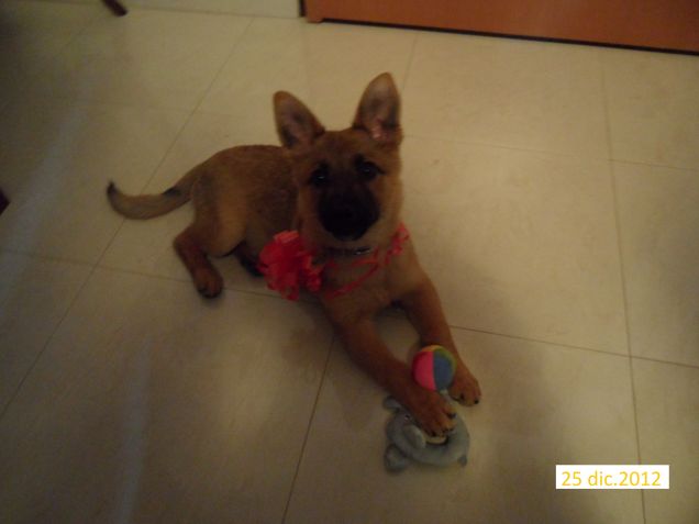 La mia dolce e tenera Kia