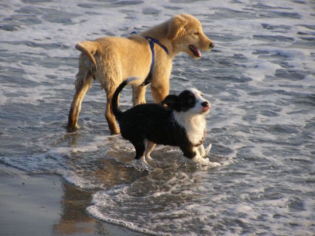 Tekila e Stella al mare