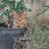 Lucio gatto di 3 mesi cerca casa