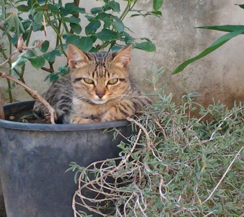 Lucio gatto di 3 mesi cerca casa