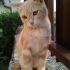 Tommy gatto di 3 mesi cerca casa
