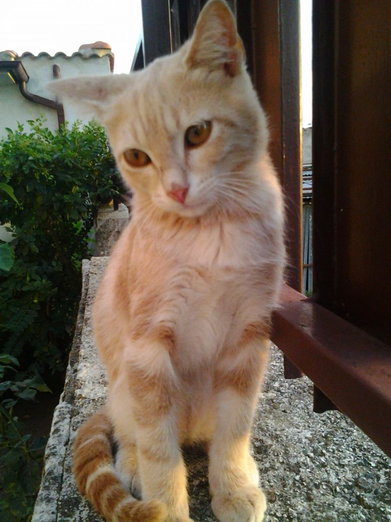 Tommy gatto di 3 mesi cerca casa