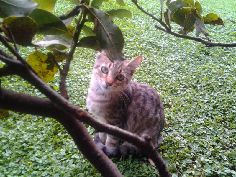 Sammy gatto di 3 mesi cerca casa 